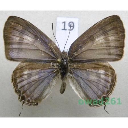 Hypothecla astyla (C. & R. Felder, 1862) Philippines19